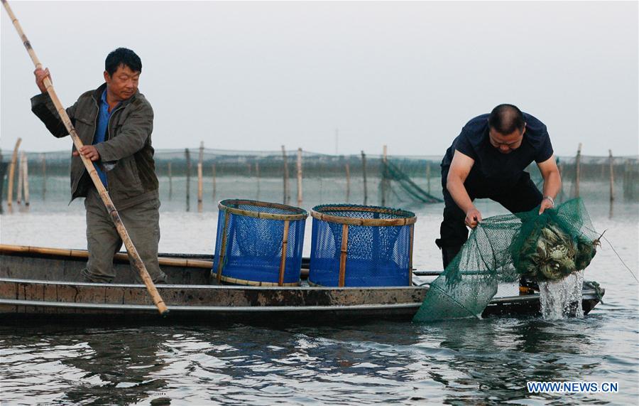 CHINA-JIANGSU-KUNSHAN-HAIRY CRAB CULTIVATOR (CN)