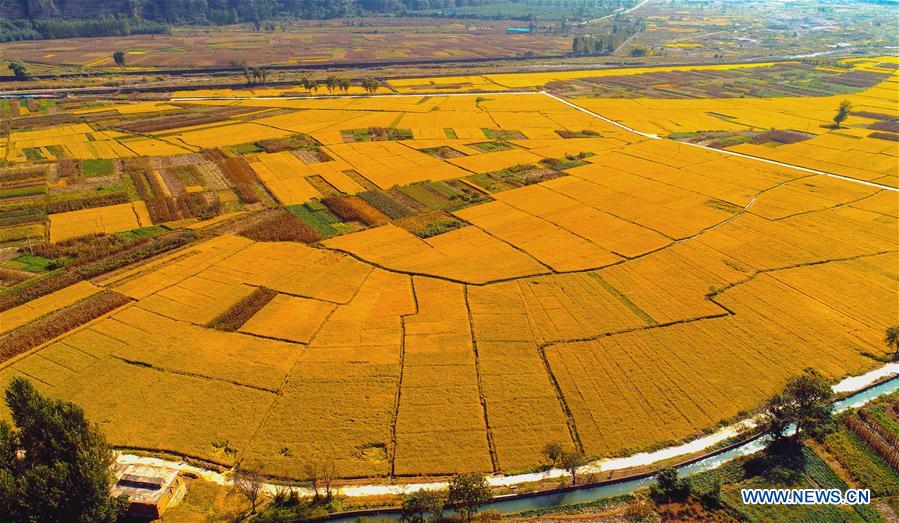 CHINA-HEBEI-HANDAN-RICE FIELD (CN)