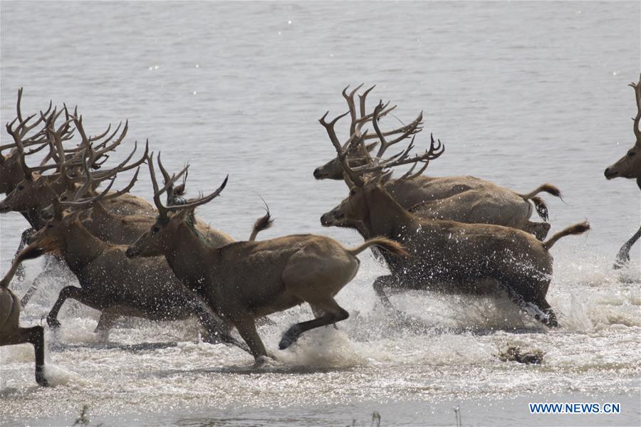 #CHINA-JIANGSU-YANCHENG-MILU DEER (CN)