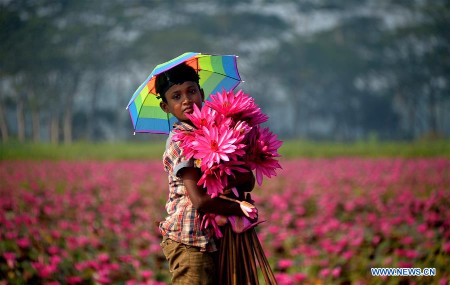 BANGLADESH-BARISAL-RED WATER LILIES