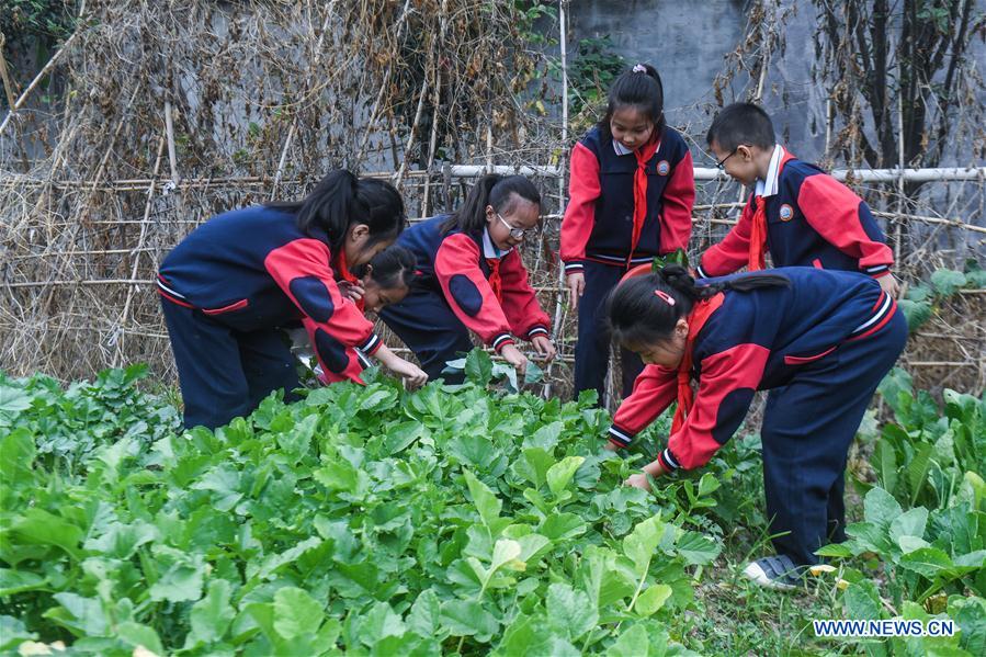 CHINA-ZHEJIANG-HUZHOU-CAMPUS PLANTATION-HARVEST(CN)