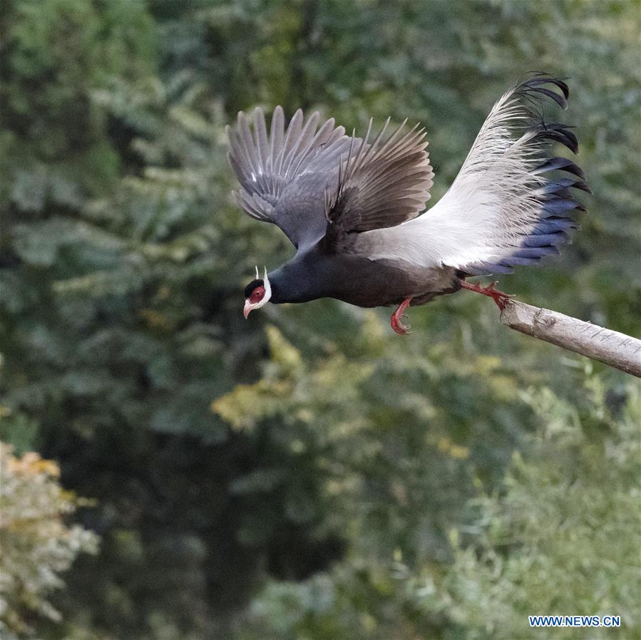 CHINA-SHANXI-JIAOCHENG-BIRD (CN)