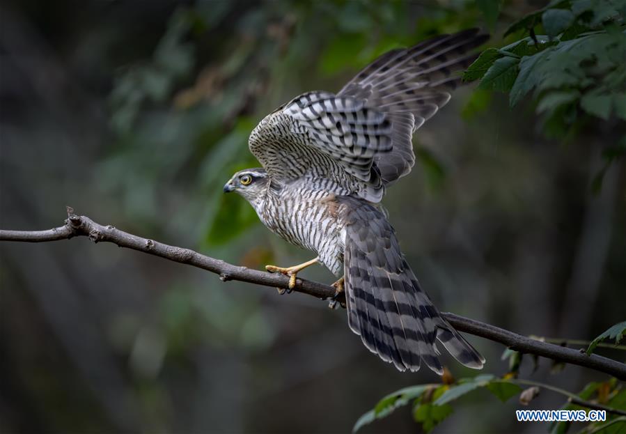 CHINA-VARIOUS WILD BIRDS (CN)