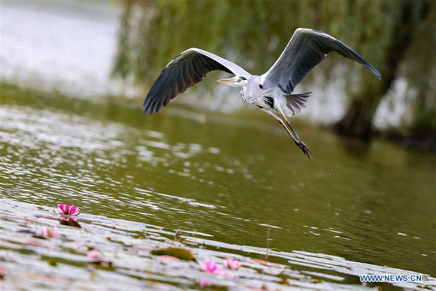 CHINA-GUIZHOU-BIRDS (CN)