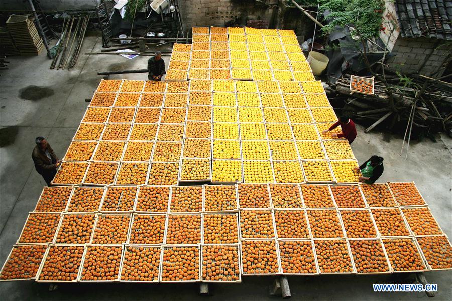 #CHINA-GUANGXI-PERSIMMON-HARVEST (CN)