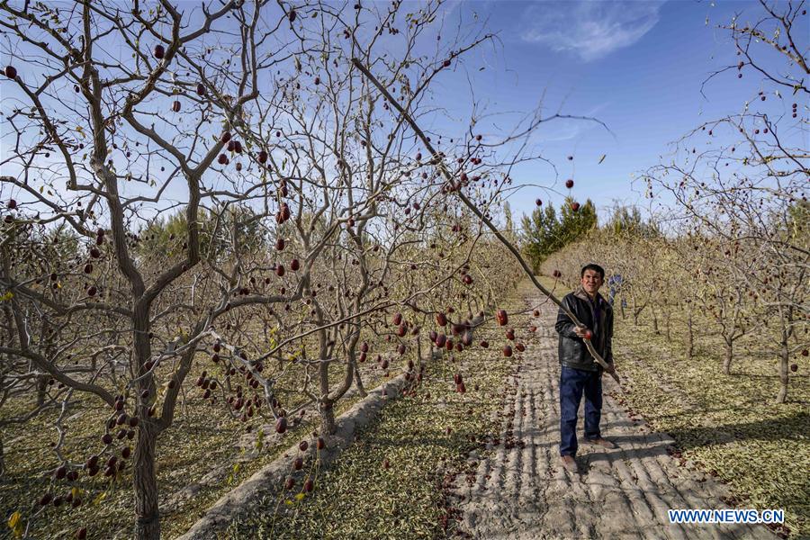 CHINA-XINJIANG-QIEMO-JUJUBE (CN)