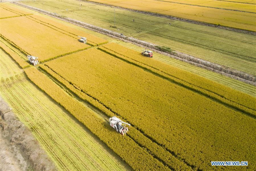 #CHINA-AUTUMN-HARVEST (CN)