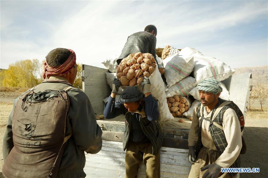 AFGHANISTAN-BAMYAN-AGRICULTURE-POTATO