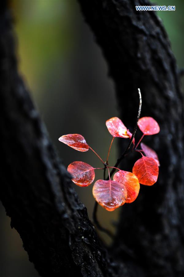 CHINA-BEIJING-BADACHU-AUTUMN SCENERY(CN)