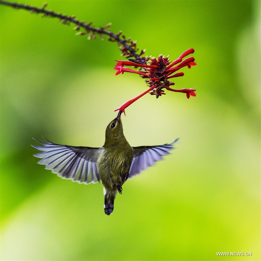 CHINA-FUZHOU-FLOWERS-BIRD (CN) 