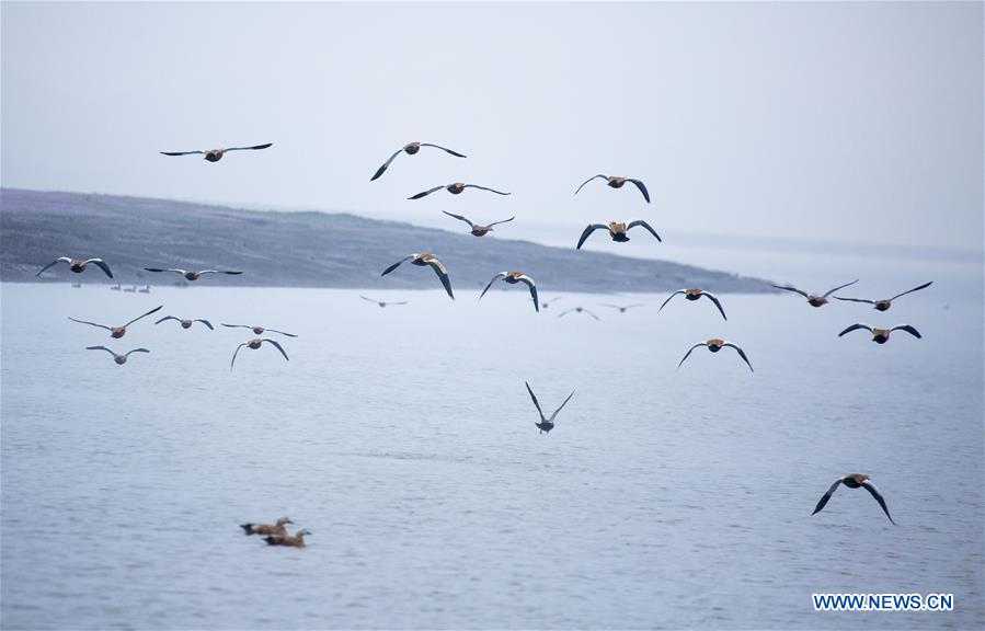 #CHINA-JIANGXI-POYANG LAKE-MIGRANT BIRDS (CN)