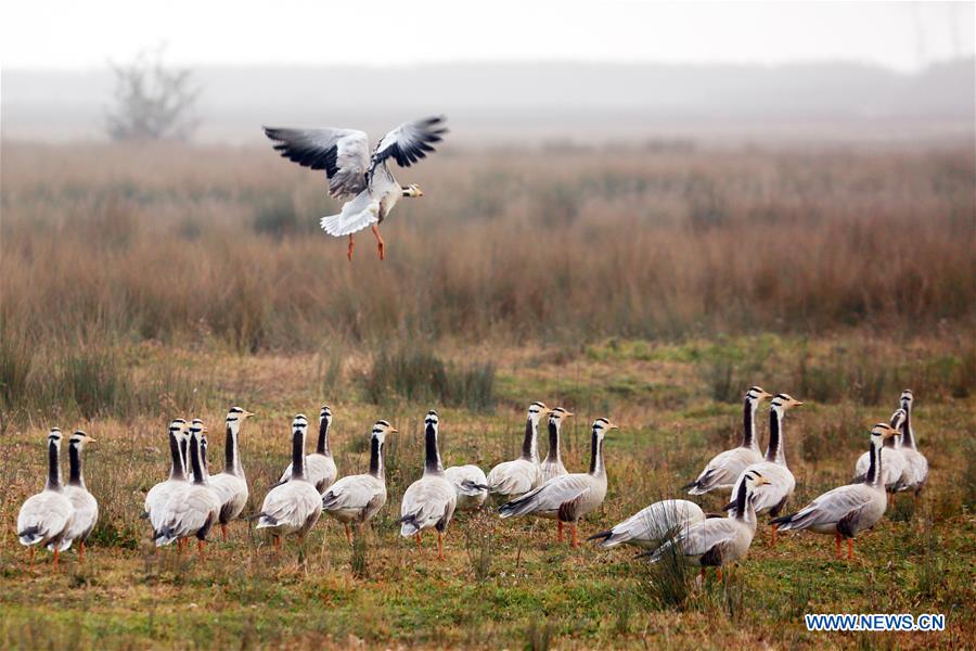 CHINA-GUIZHOU-NATURE RESERVE-MIGRATORY BIRDS (CN)