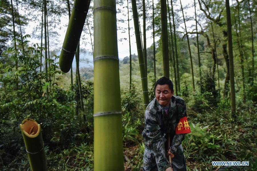 CHINA-GUIZHOU-BAMBOO FOREST-RANGERS (CN)