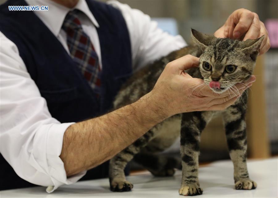 ITALY-BOLOGNA-AMERICAN CAT SHOW