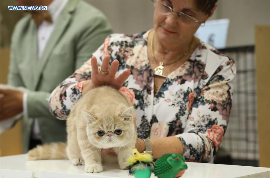 ITALY-BOLOGNA-AMERICAN CAT SHOW