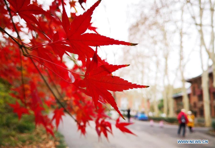 #CHINA-JIANGSU-MAPLE-SCENERY (CN)