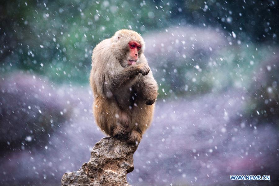 #CHINA-NANJING-MACAQUE-SNOW (CN)