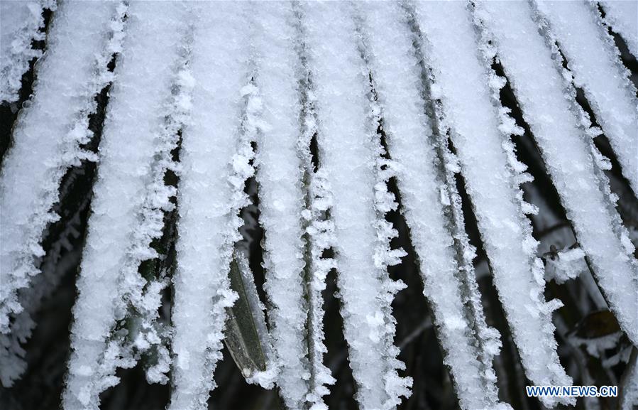 #CHINA-HUBEI-ENSHI-FROZEN PLANTS(CN)