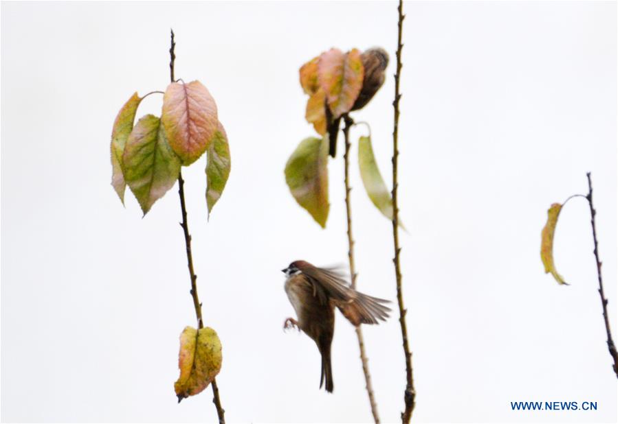 #CHINA-WEATHER-WINTER SCENERY (CN)