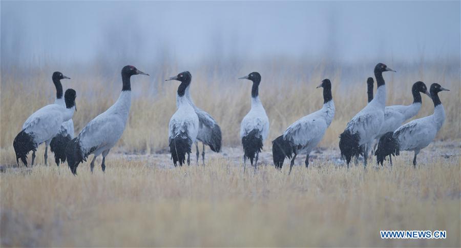 CHINA-TIBET-BLACK-NECKED CRANES (CN)