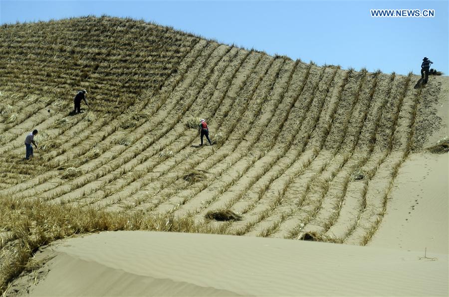 CHINA-ENVIRONMENT-DESERT CONTROL-AFFORESTATION (CN)