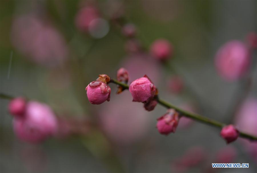 #CHINA-WINTER-PLUM BLOSSOM (CN)