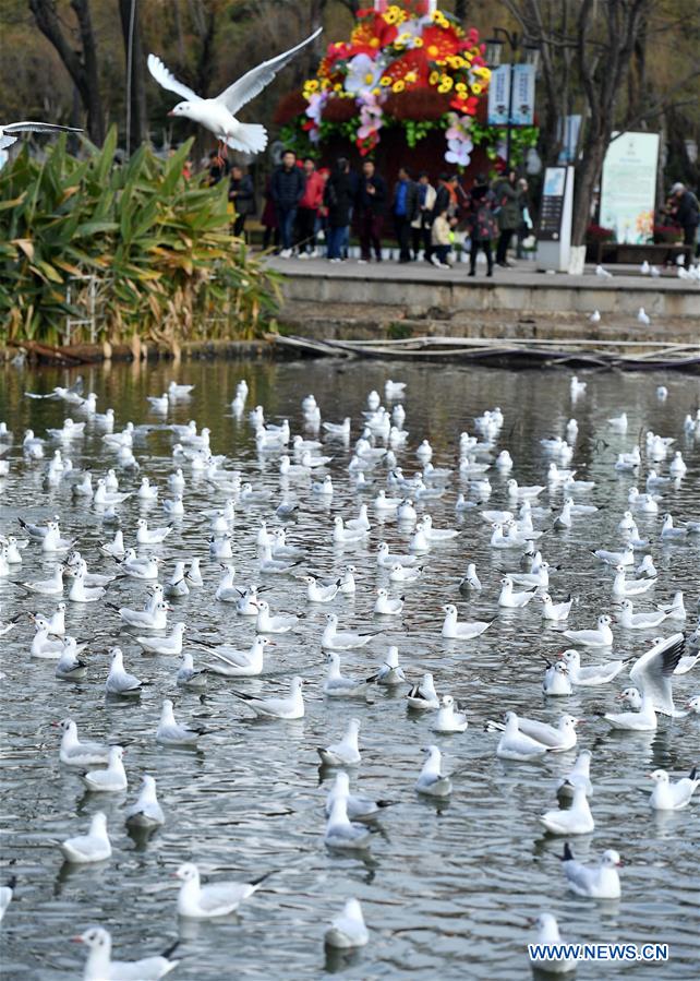 CHINA-YUNNAN-KUNMING-BLACK-HEADED GULL-NEW YEAR HOLIDAY (CN)