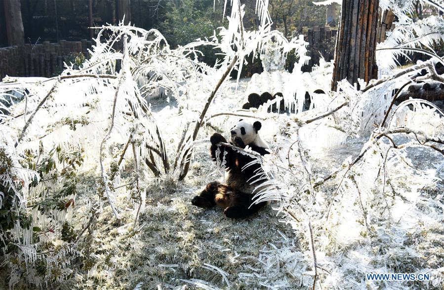 CHINA-JINAN-WINTER-GIANT PANDA (CN)