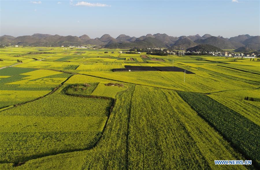 #CHINA-YUNNAN-LUOPING-COLE FLOWER(CN)