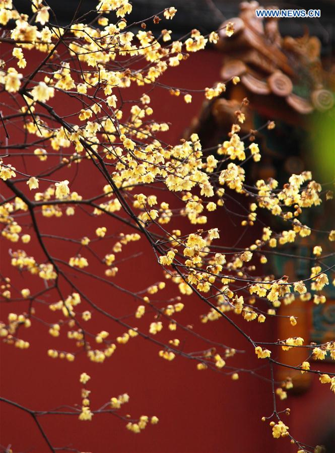 # CHINA-DAHAN-SOLAR TERM-WINTER BLOSSOMS (CN)