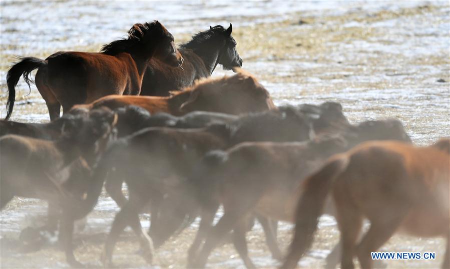 CHINA-GANSU-SHANDAN RANCH-HORSE (CN)