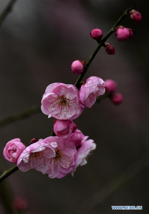 #CHINA-XUANEN-PLUM FLOWERS (CN)