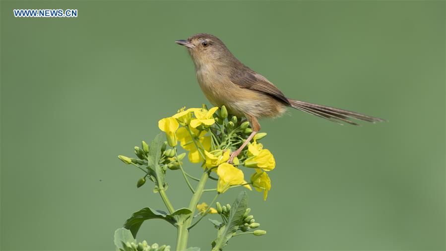 CHINA-FUJIAN-BIRDS (CN)