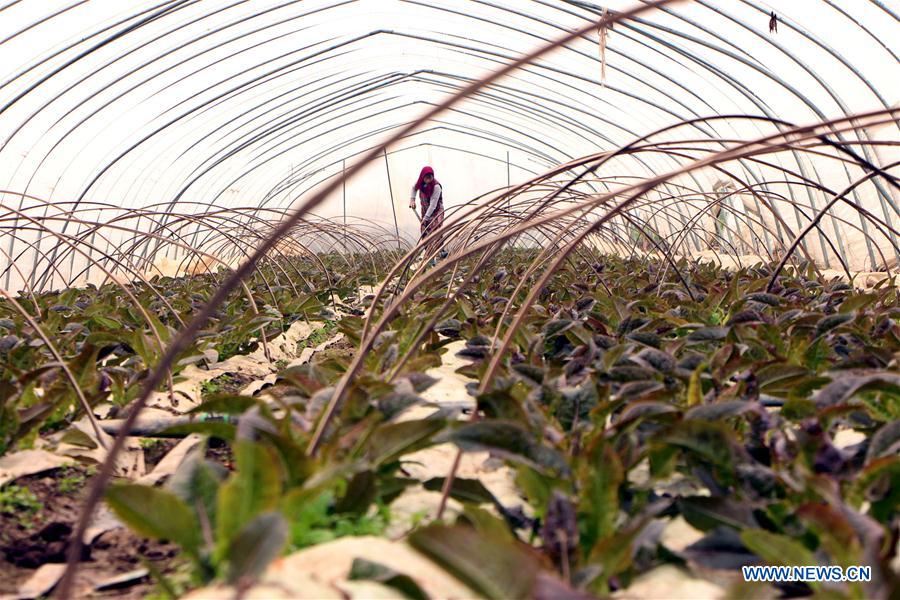 #CHINA-EARLY SPRING-AGRICULTURE (CN) 