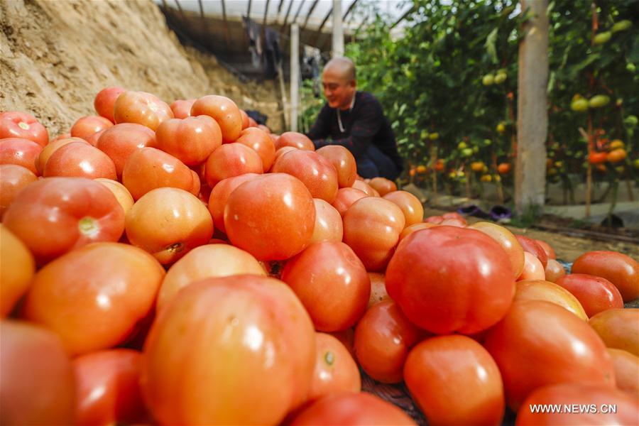 #CHINA-EARLY SPRING-FARM WORK (CN)