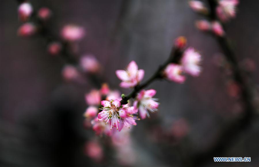 #CHINA-SHANDONG-LINYI-PEACH BLOSSOM (CN)