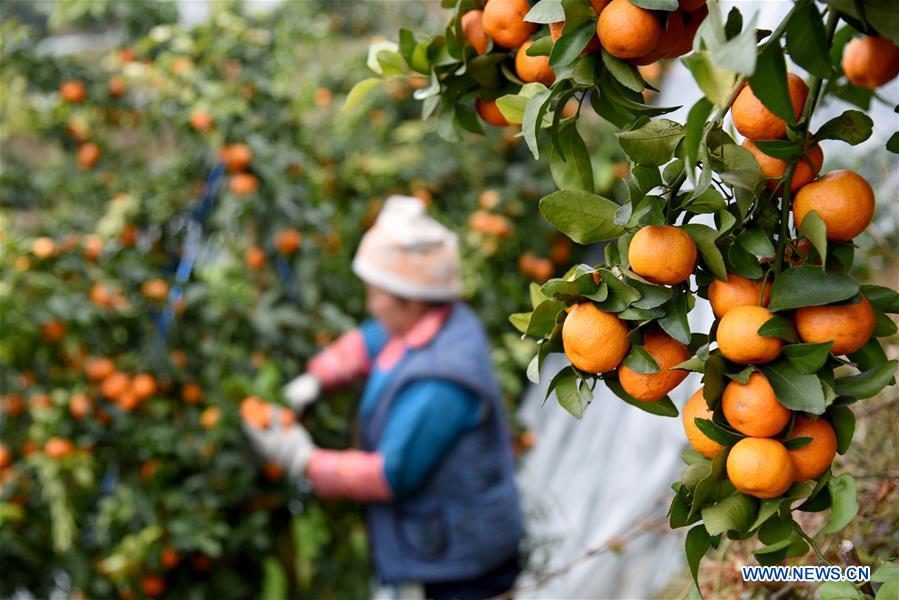 #CHINA-GUIZHOU-RONGJIANG-ORANGE HARVEST (CN)