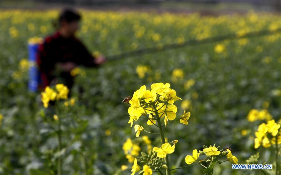 #CHINA-JINGZHE-FARM WORK (CN)