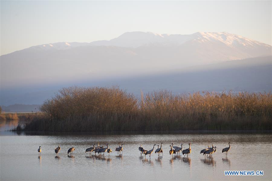 ISRAEL-HULA VALLEY-BIRD-MIGRATION