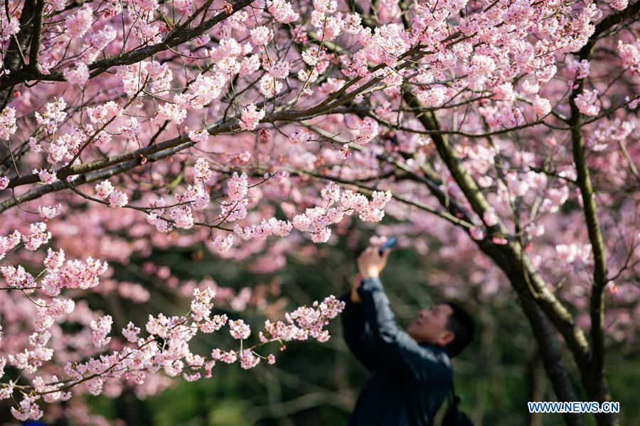 CHINA-SPRING-FLOWERS (CN)