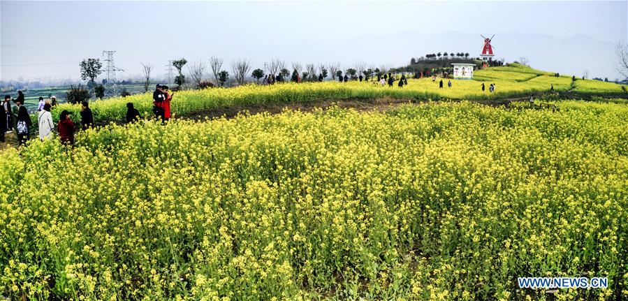 CHINA-SHAANXI-HANZHONG-COLE FLOWERS (CN)