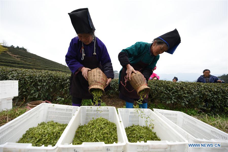 CHINA-GUIZHOU-DANZHAI-TEA-HARVEST (CN)