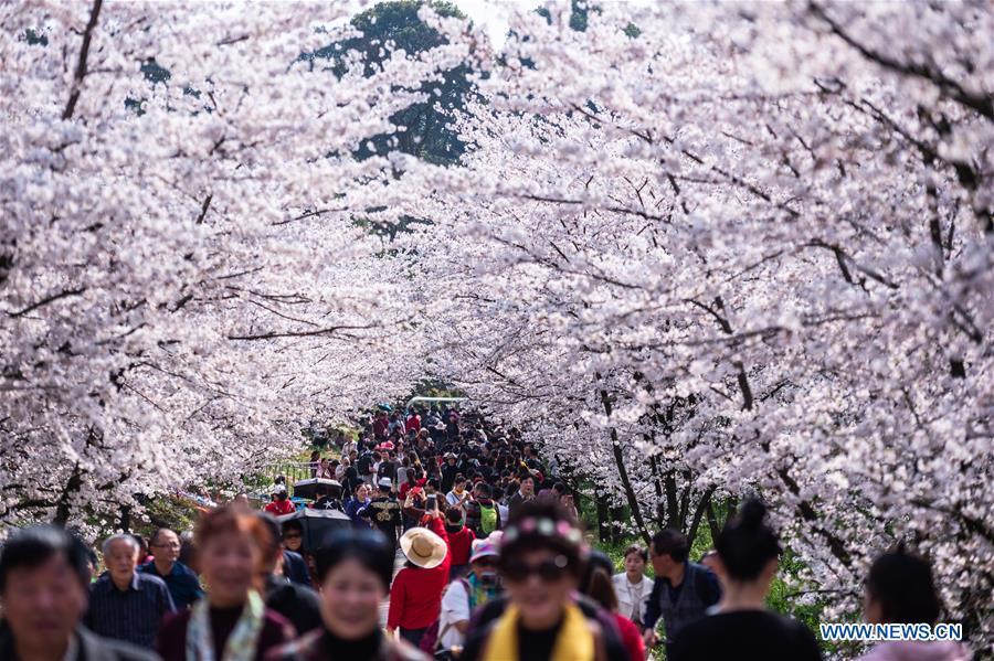 CHINA-GUIZHOU-CHERRY BLOSSOM-TOURISM (CN)