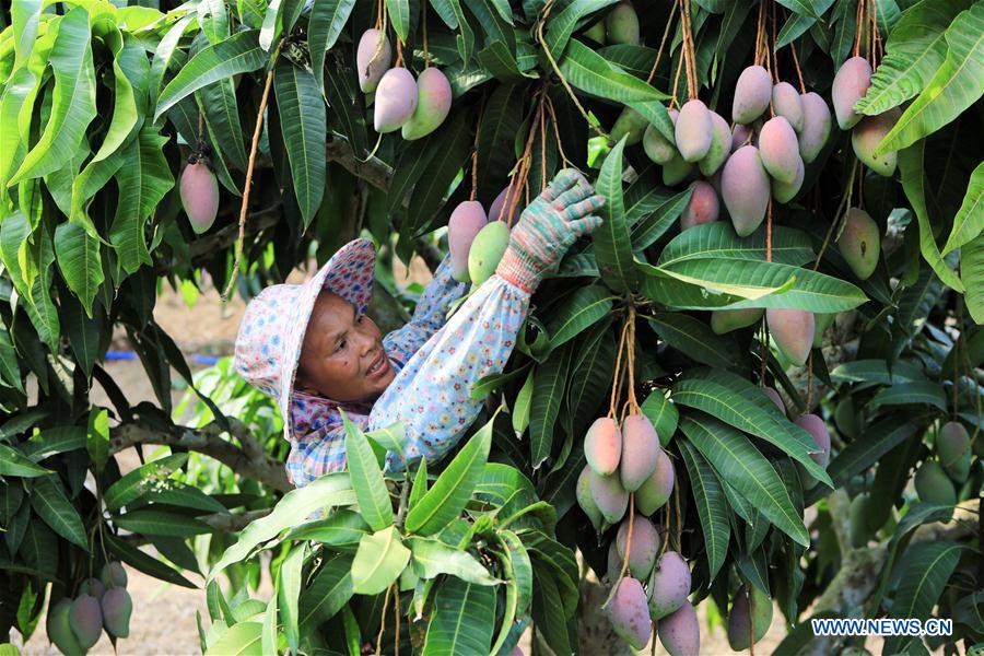 CHINA-SANYA-MANGO INDUSTRY(CN)