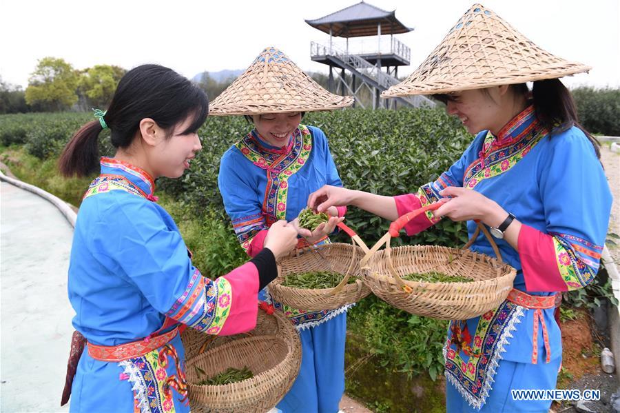 CHINA-FUJIAN-FUDING-TEA HARVEST (CN)