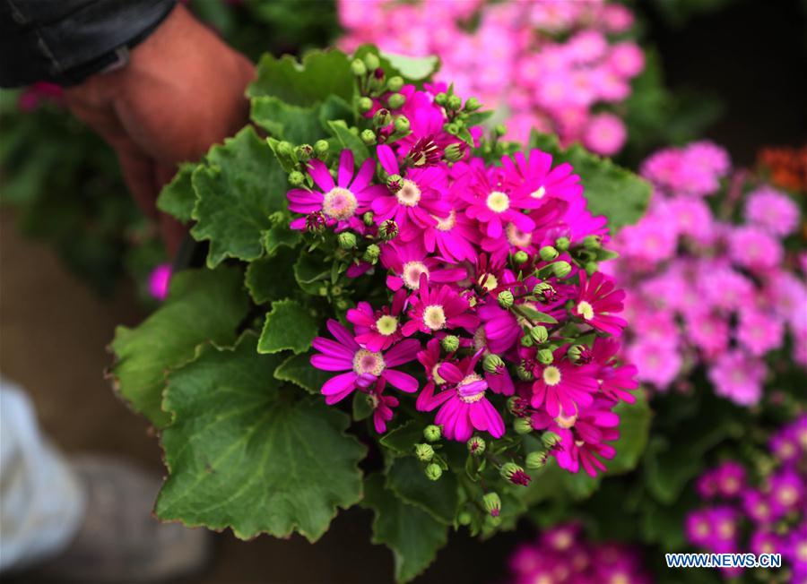 AFGHANISTAN-KABUL-FLOWER SHOP