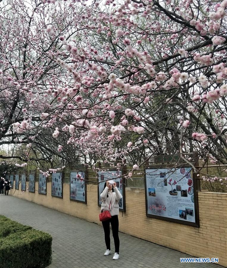 (Beijingcandid)CHINA-BEIJING-SPRING (CN)