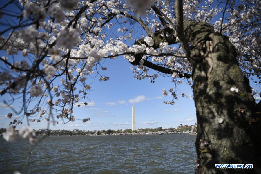 U.S.-WASHINGTON D.C.-CHERRY BLOSSOM