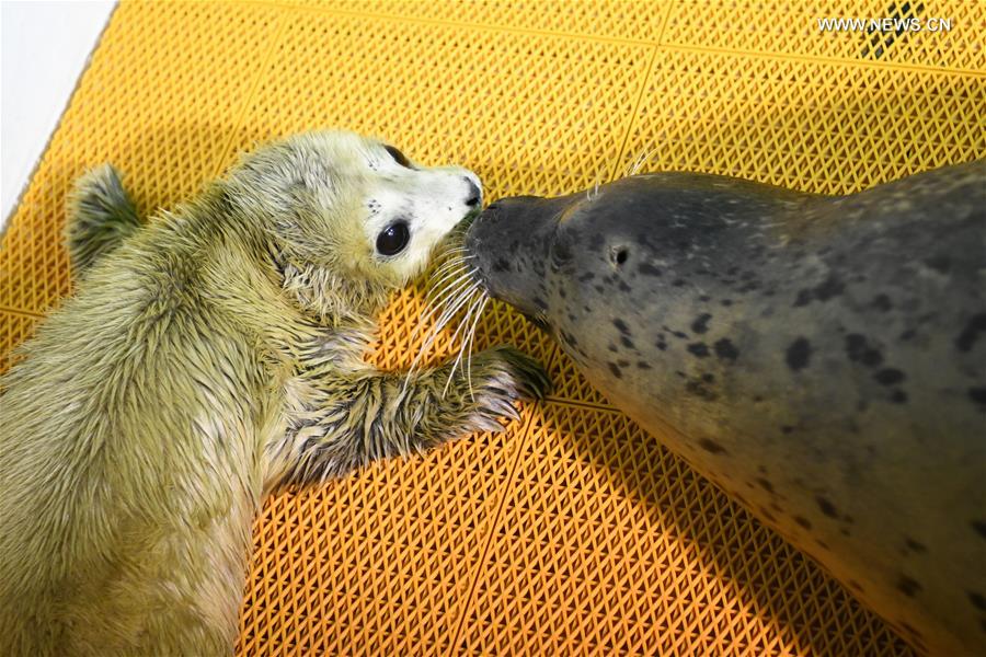 CHINA-HEILONGJIANG-HARBIN-SEAL PUP (CN)