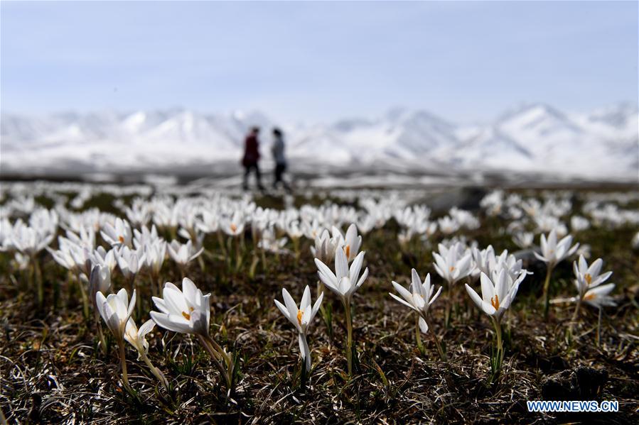 CHINA-XINJIANG-XINYUAN-LILY FLOWERS (CN)